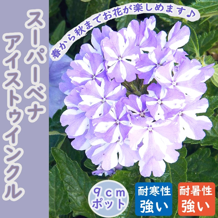花苗 苗 スーパーベナ アイストゥインクル 暑さに強い 病気に強い
