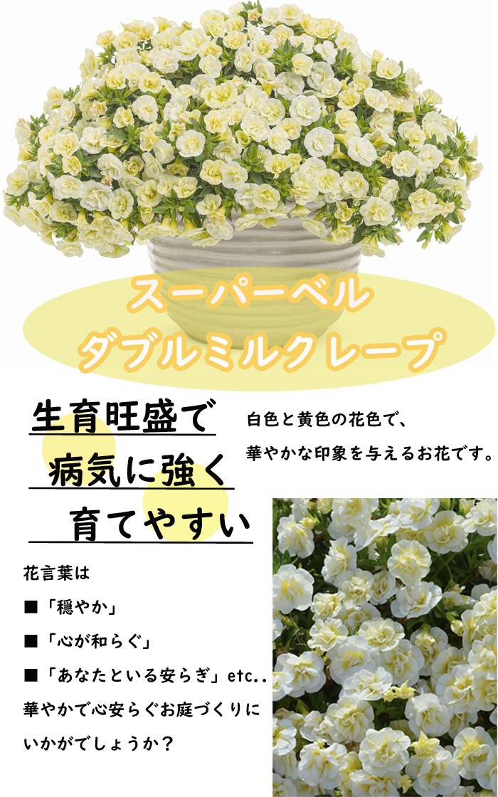花苗 スーパーベル ダブルミルクレープ 9cmポット カリブラコア