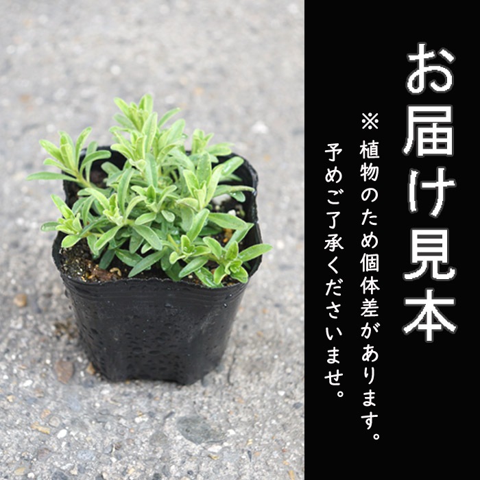 花苗 スーパーベル ダブルミルクレープ 9cmポット カリブラコア