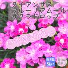  ɺ 󥵥 ե롼ꥢࡼ ɥå 9ݥå ä󤽤 PW ϥ
