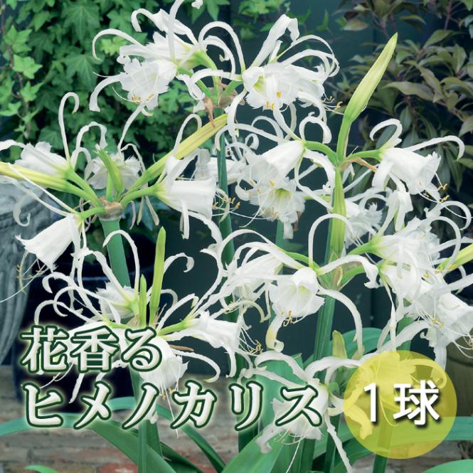 �� �ҥ�Υ��ꥹ �� �庬 �տ��� 1�� �ֹ��庬 ˧�� ��� ȭ���� ������ ��Ƥ䤹�� �֤�����