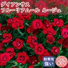 ���� �ɺ��� �������󥵥� �ե롼�ꥢ�ࡼ�� �롼���� 9����ݥå� ����ä��󤽤� �����ǥ˥� ������� ����� �ץ쥼��� �ϥ����� PW