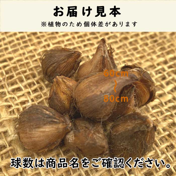 毎年花が咲く【 デッペイ アイアンクロス (四葉のクローバー