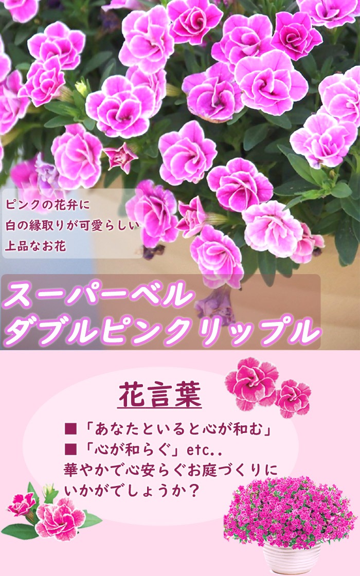 花苗 苗 宿根草 スーパーベル ダブルピンクリップル 9cmポット