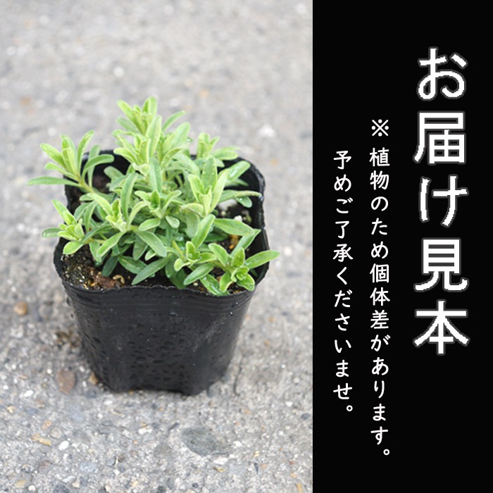 花苗 苗 宿根草 スーパーベル ダブルピンクリップル 9cmポット