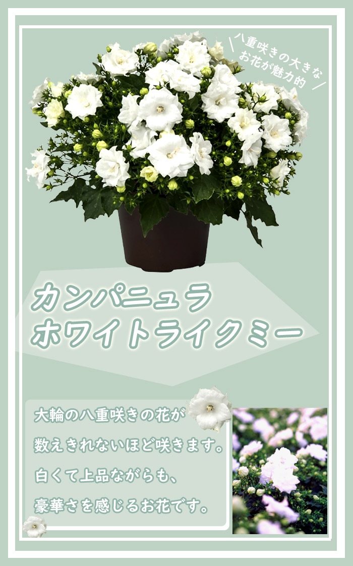 花苗 カンパニュラ 八重咲き 大輪花 半耐寒性 カンパニュラホワイト