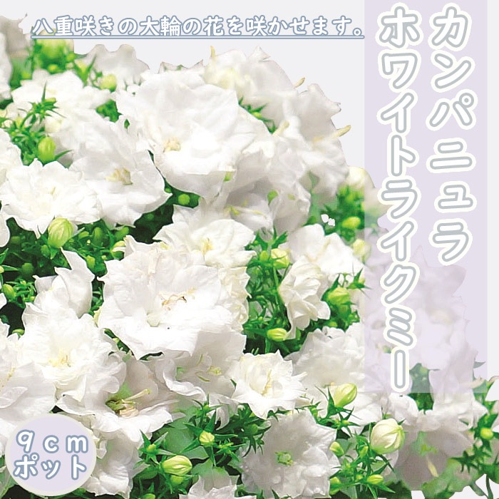 花苗 カンパニュラ 八重咲き 大輪花 半耐寒性 カンパニュラホワイト