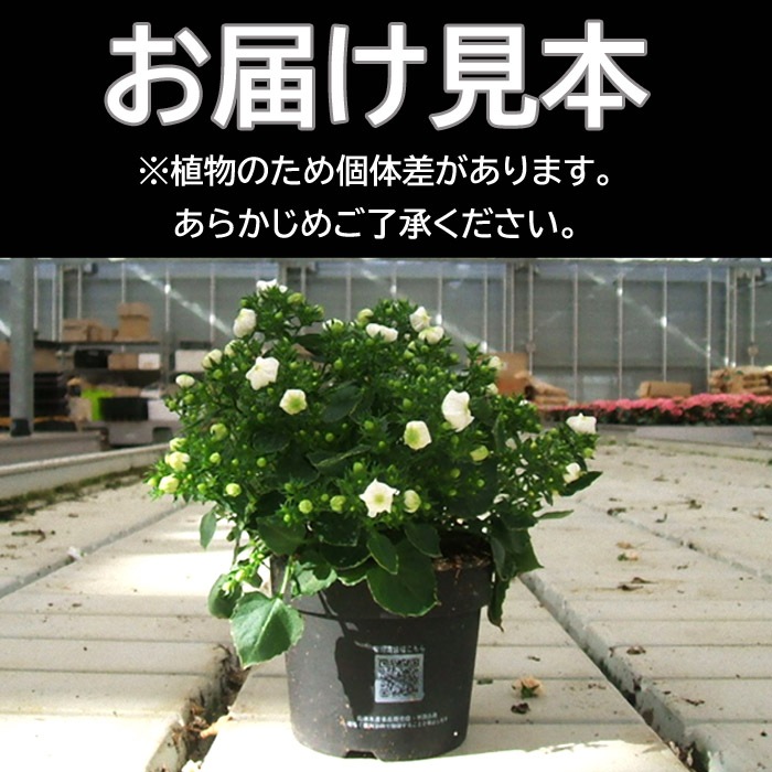 花苗 カンパニュラ 八重咲き 大輪花 半耐寒性 カンパニュラホワイト