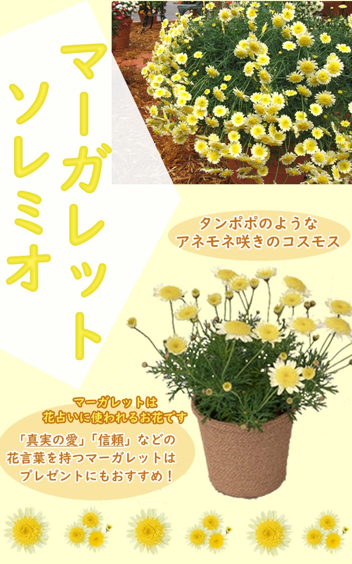 花苗 マーガレット ソレミオ 9cmポット 宿根草 ガーデニング 寄せ