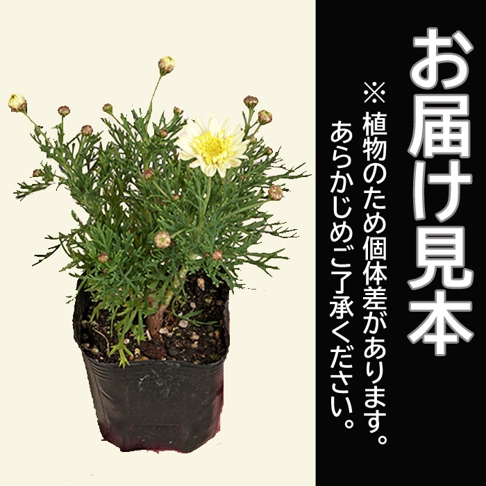 花苗 マーガレット ソレミオ 9cmポット 宿根草 ガーデニング 寄せ