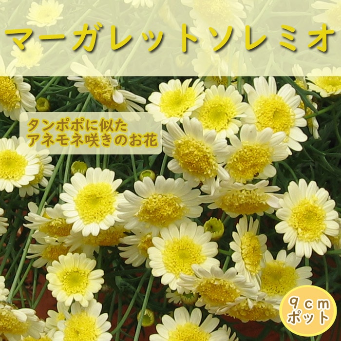花苗 マーガレット ソレミオ 9cmポット 宿根草 ガーデニング 寄せ