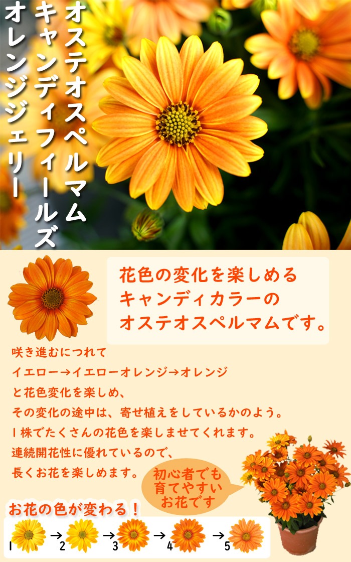 花苗 苗 オステオスペルマム キャンディフィールズ オレンジジェリー