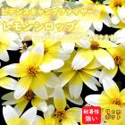  ӥǥ  ץե䡼 󥷥å 9ݥå ɺ  ӥߥ󥫥顼 ǥ˥  ϥ󥮥 뤵˶ Ĺ餯    ϥ PW