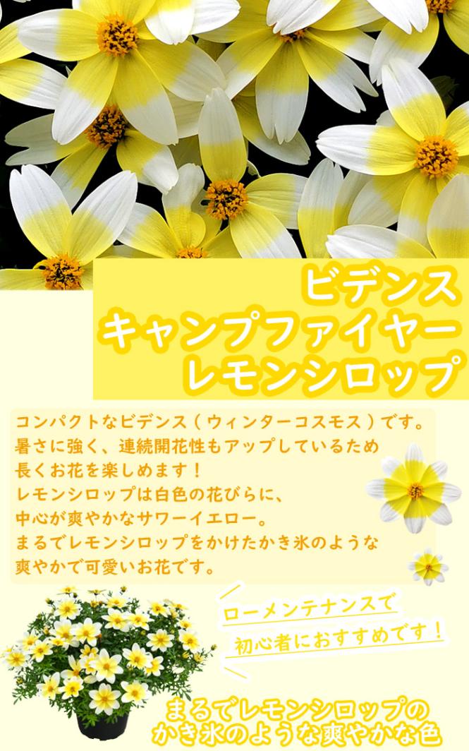 花苗 ビデンス キャンプファイヤー レモンシロップ 9cmポット 宿根草