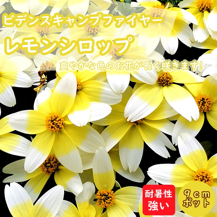 花苗 ビデンス キャンプファイヤー レモンシロップ 9cmポット 宿根草