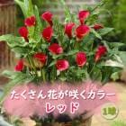 ���顼 �庬 1�� ��������֤��餯 �� �� ��å� �۽տ��� �����äѤʤ� Calla �֤�����