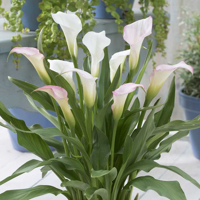 確認用　カラー　白　球根 カラー 球根 1球 たくさん花が咲く 白 【 ホワイト 】春植え 植えっ