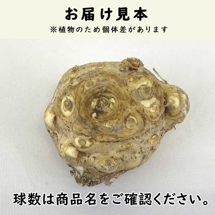 カラー 球根 1球 たくさん花が咲く 白 【 ホワイト 】春植え 植えっ