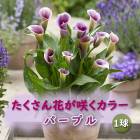 ���顼 �庬 1�� ��������֤��餯 �� �� �ѡ��ץ� �۽տ��� �����äѤʤ� Calla �֤�����