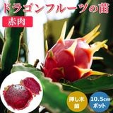 ��ͽ�����ۥɥ饴��ե롼�� �� 10.5cm�ݥå� ���� �ޤ����� �ȥ��ԥ��� �͹���ʴɬ�� �ԥ��� Ǯ�ӿ�ʪ��5����ܤ��缡ȯ����