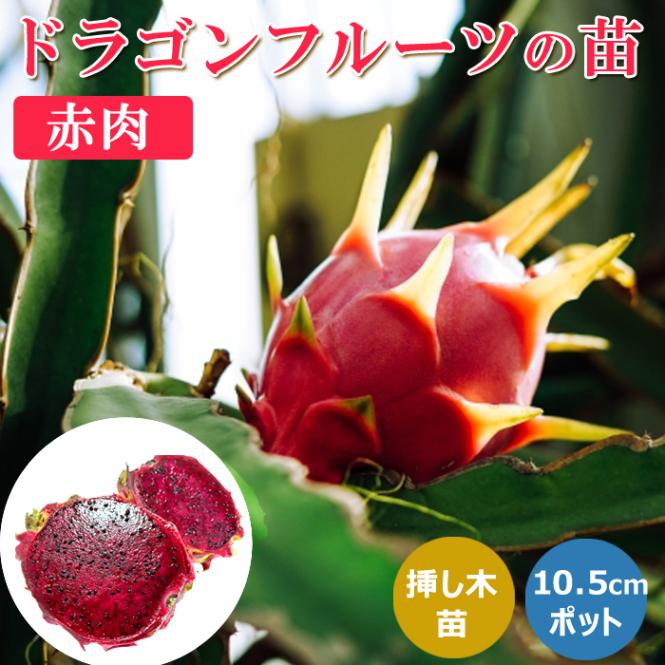 ドラゴンフルーツ苗　７種類セット　オレンジ、イエロー、ゴールデン　他　挿し木苗 000000002468_EczAuOM.jpg