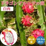 ��ͽ�����ۥɥ饴��ե롼�� �� 10.5cm�ݥå� ���� �ޤ����� �ȥ��ԥ��� �͹���ʴɬ�� �ԥ��� Ǯ�ӿ�ʪ��5����ܤ��缡ȯ����