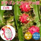 �ɥ饴��ե롼�� �� 10.5cm�ݥå� ���� �ޤ����� �ȥ��ԥ��� �͹���ʴɬ�� �ԥ��� Ǯ�ӿ�ʪ