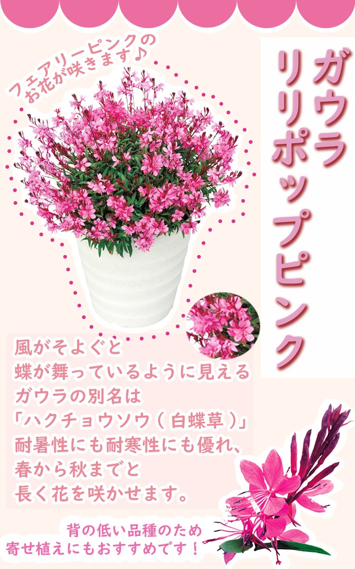 花苗 ガウラ リリポップピンク 9cmポット 暑さに強い 寒さに強い