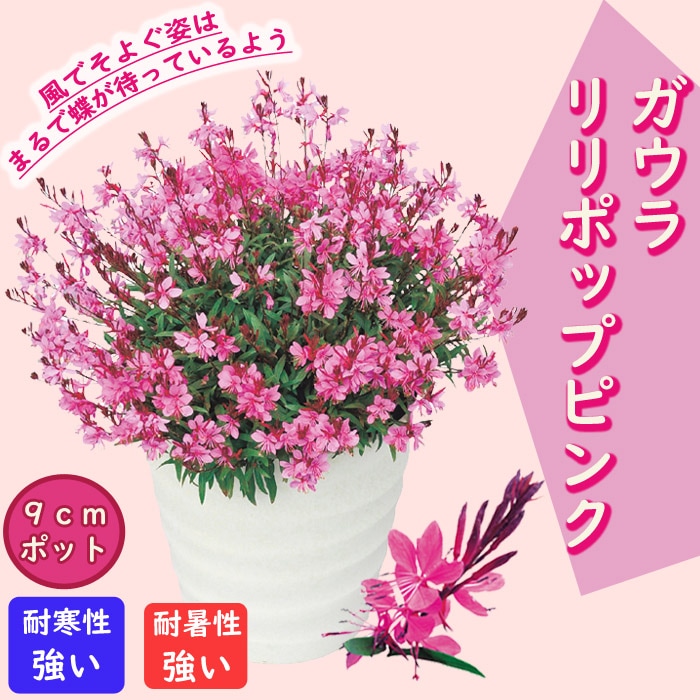 花苗 ガウラ リリポップピンク 9cmポット 暑さに強い 寒さに強い
