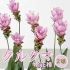 ���륯�� �庬 �� ���ּ� ��2�� �ԥ� �տ��� �ȥ��ԥ��� �ե� Curcuma �֤�����