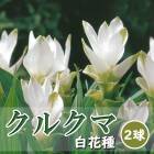 ���륯�� �庬 �� ��ּ� ��2�� �ۥ磻�� �տ��� �ȥ��ԥ��� �ե� Curcuma �֤�����