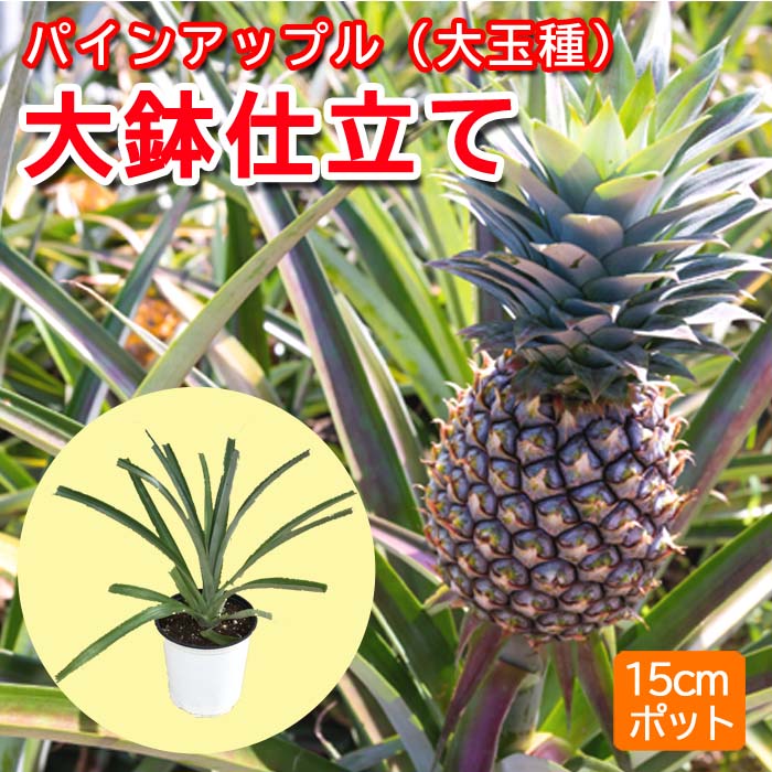 予約・早割】パインアップル（ 大玉種 ）苗 大鉢仕立て 15cmポット