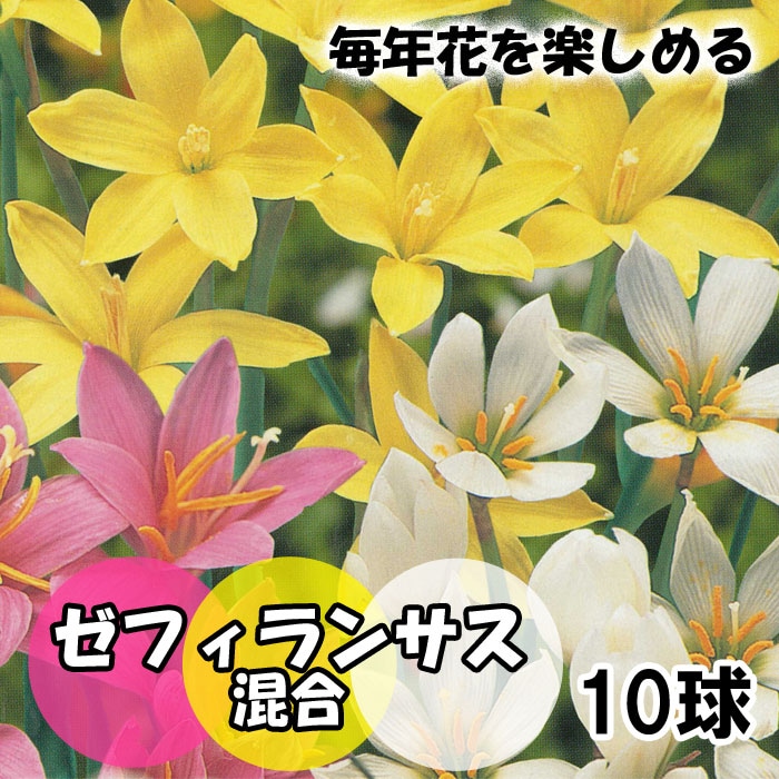 毎年花が咲く【 ゼフィランサス 混合 】 球根 10球 春植え 植えっ