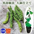 ��ͽ�����۹���ܥ �� ��ȭ��Ω�� 15����ݥå� ���� ���������礦 �֥�å��ڥåѡ� ��ܥ ����� ���ѥ��� �ȥ��ԥ����5����ܤ��缡ȯ����