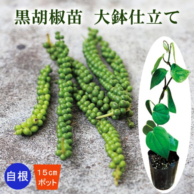 黒胡椒　苗　コショウ　沖縄　健康　野菜　植物　薬味。。 黒胡椒(コショウ)苗【果樹苗 9cmポット挿木苗】｜ 【植物の