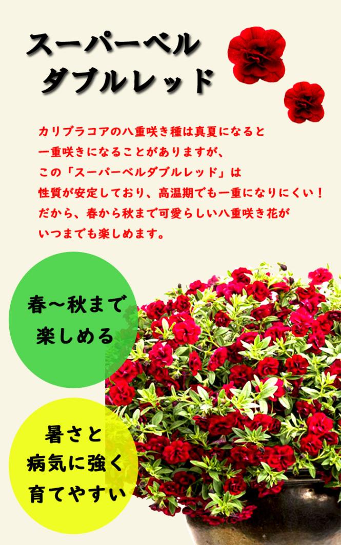 花苗 スーパーベル ダブルレッド 9cmポット カリブラコア