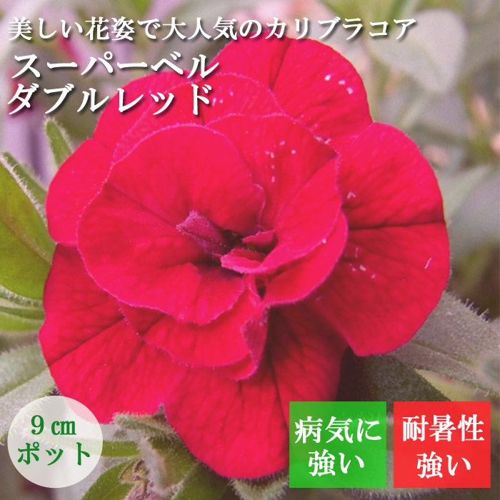 花苗 スーパーベル ダブルレッド 9cmポット カリブラコア