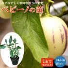 ��ͽ�����ۥڥԡ��� �� 10.5cm�ݥå� �ޤ����� �ȥ��ԥ��� ���ȷ���� Ǯ�ӿ�ʪ��5����ܤ��缡ȯ����