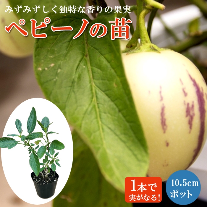 ペピーノ5点セット
