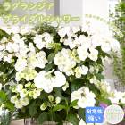 �������� �� �饰��󥸥� �֥饤���륷�� 10.5cm�ݥå� ���۲� �ϥ��ɥ�󥸥� �Ѵ��� ���� ���� ���� �ֿ��Ѳ� �������ƥʥ� ��� �ϥ󥮥� �ϥ����� PW