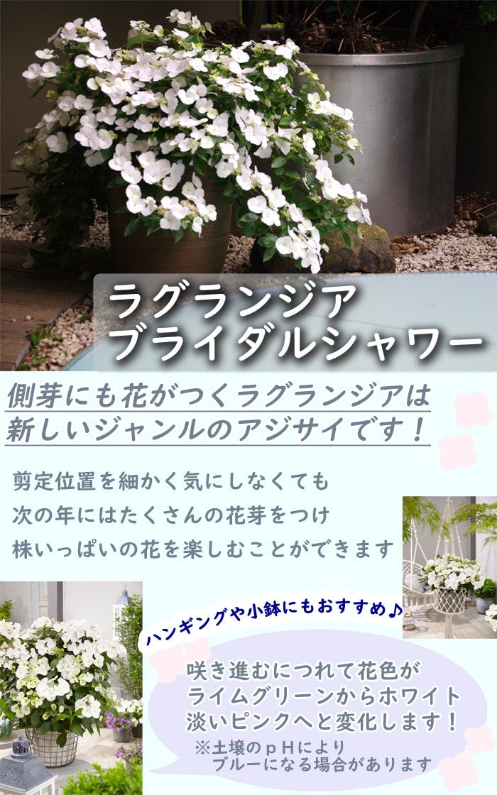 アジサイ 苗 ラグランジア ブライダルシャワー 10.5cmポット 紫陽花