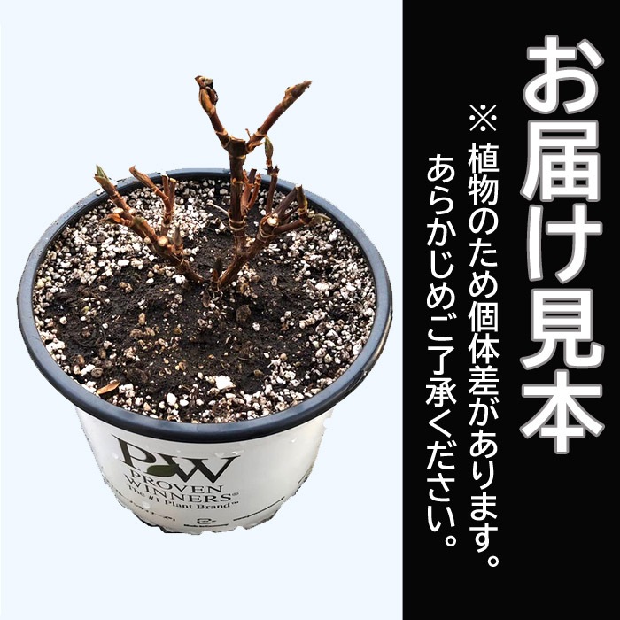 アジサイ　ラグランジアン　ブライダルシャワー　鉢　４０×４０　山葡萄苗木 アジサイ ラグランジアン ブライダルシャワー 鉢 40×40