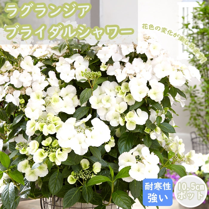 アジサイ 苗 ラグランジア ブライダルシャワー 10.5cmポット 紫陽花