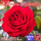 �ߥ˥Х� �ȥ��롼�֥롼�� ��åɥ���ץƥ�4��ȭ�դ� �Х� �� ������ �Х��� �� �͵��餭 rose Ϣ³���� �����ǥ˥� ��� ���� �µ��˶��� ��Ĥ��ˤ���