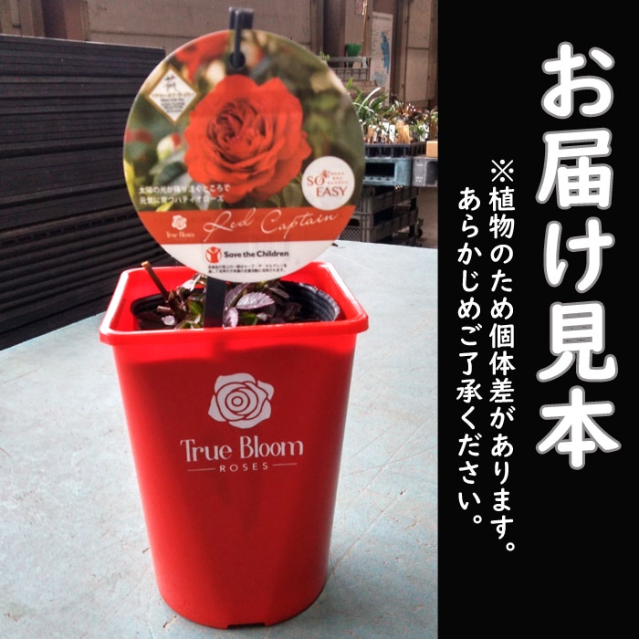 トゥルーブルーム《レッドキャプテン》｜園芸日記bycitruslemon