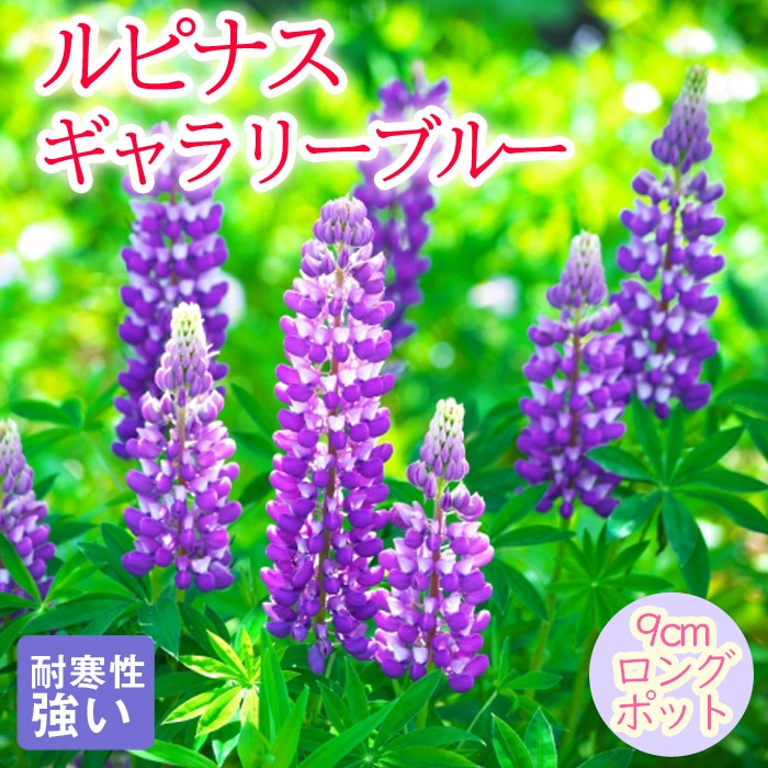 宿根草 苗 ルピナス ギャラリーブルー 9cmロングポット のぼりふじ