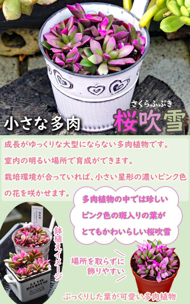 多肉植物　桜吹雪　アナカンプロセス　抜き苗 Q.多肉植物 アナカンプロセス 桜吹雪 抜き苗 5苗 - メルカリ