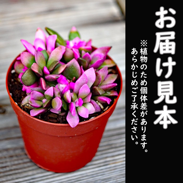 多肉植物 小さな多肉 桜吹雪 7.5cm ポット アナカンプセロス 多肉