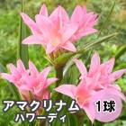 ���ޥ���ʥ� �ϥ�ǥ� 1�� �ԥ� ���� �տ��� �庬 �ȥ��ԥ��� �ե� ȭ���� �Ͽ��� ���� Amacrinum �֤�����