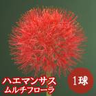 �ϥ��ޥ󥵥� �����ե����� 1�� �� �տ��� �庬 �ȥ��ԥ��� �ե� ȭ���� �Ͽ��� ���� Haemanthus �֤�����